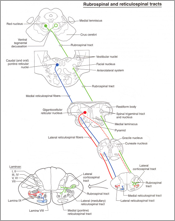 rubrospinal and reticulospinal tracts