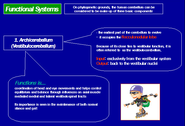 functional system